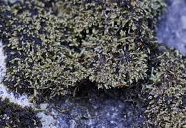 Attēlu rezultāti vaicājumam “Pterigynandrum filiforme”