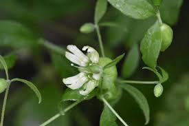 Attēlu rezultāti vaicājumam “Silene baccifera”