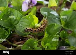 Attēlu rezultāti vaicājumam “Argynnis paphia larva”