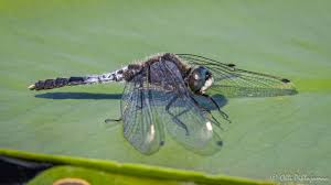 Attēlu rezultāti vaicājumam “Leucorrhinia caudalis male”