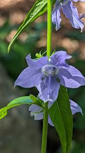 Image result for Campanula americana