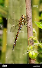 Attēlu rezultāti vaicājumam “Aeshna mixta”