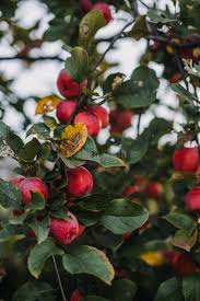 Attēlu rezultāti vaicājumam “Malus baccata fruit”