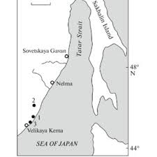 Attēlu rezultāti vaicājumam “Vouauxiomyces santessonii”