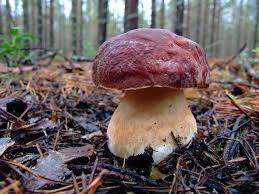 Attēlu rezultāti vaicājumam “Boletus pinophilus”