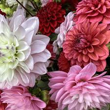 Image result for Dahlia x pinnata `Pompon Lilliput`