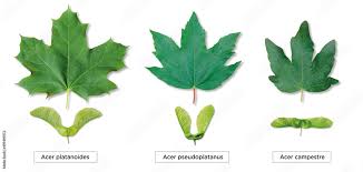 Attēlu rezultāti vaicājumam “Acer campestre fruit”