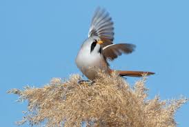 Attēlu rezultāti vaicājumam “Panurus biarmicus male”