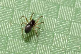 Attēlu rezultāti vaicājumam “Linyphiidae”