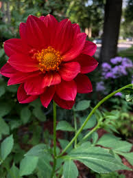 Image result for Dahlia x pinnata `Redskin`