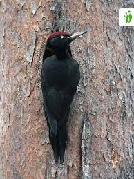 Attēlu rezultāti vaicājumam “Dryocopus martius adult”