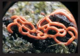 Attēlu rezultāti vaicājumam “Hemitrichia serpula macro”