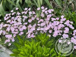 Image result for Dianthus gratianopolitanus