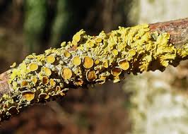 Attēlu rezultāti vaicājumam “Xanthoria parietina”