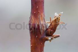 Attēlu rezultāti vaicājumam “Lasioptera rubi”