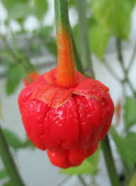 Afbeeldingsresultaat voor 7 pot hot pepper
