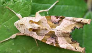 Attēlu rezultāti vaicājumam “Phlogophora meticulosa”