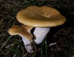 Attēlu rezultāti vaicājumam “Polyporus tubaeformis”