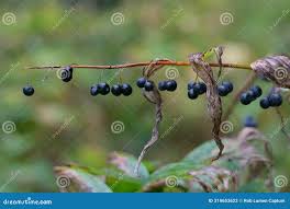 Attēlu rezultāti vaicājumam “Polygonatum multiflorum  fruit”