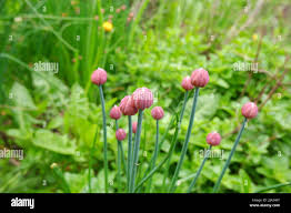 Attēlu rezultāti vaicājumam “Allium schoenoprasum bud”
