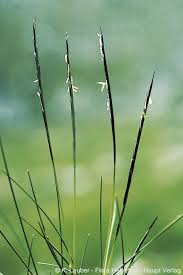 Attēlu rezultāti vaicājumam “Nardus stricta flower”