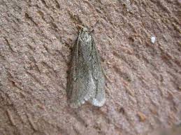 Attēlu rezultāti vaicājumam “Semioscopis avellanella”