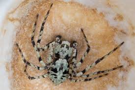 Attēlu rezultāti vaicājumam “Philodromus margaritatus”