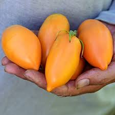 Afbeeldingsresultaat voor belarus orange tomato