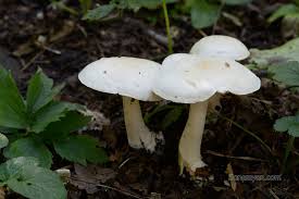 Attēlu rezultāti vaicājumam “Tricholoma album”