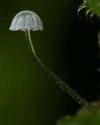 Attēlu rezultāti vaicājumam “Mycena pseudocorticola”