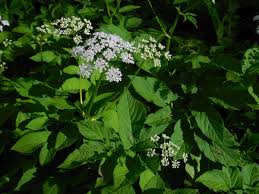 Attēlu rezultāti vaicājumam “Aegopodium podagraria”