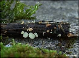 Attēlu rezultāti vaicājumam “Hymenoscyphus sp.”