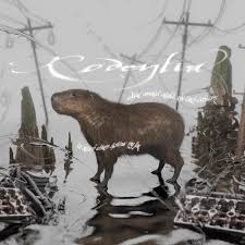 Attēlu rezultāti vaicājumam “Rodentia”