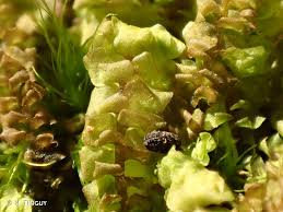 Attēlu rezultāti vaicājumam “Scapania irrigua”