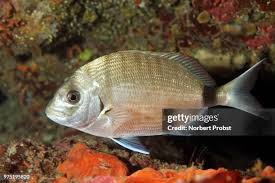 Image result for Diplodus sargus