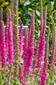 Attēlu rezultāti vaicājumam “Veronica spicata flower”