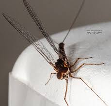 Attēlu rezultāti vaicājumam “Siphlonurus male”