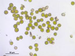 Attēlu rezultāti vaicājumam “Orthotrichum pumilum”