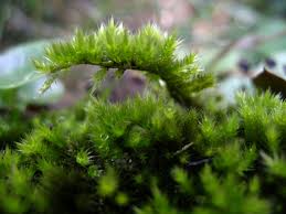 Attēlu rezultāti vaicājumam “Homalothecium sericeum”