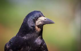 Attēlu rezultāti vaicājumam “Corvus frugilegus”