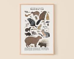 Attēlu rezultāti vaicājumam “Rodentia”