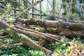 Attēlu rezultāti vaicājumam “Ceriporiopsis aneirina”