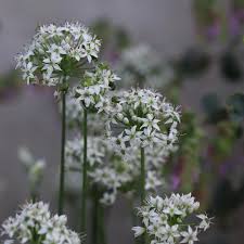 Image result for Allium tuberosum