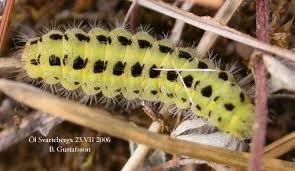 Attēlu rezultāti vaicājumam “Zygaena filipendulae exuvia”
