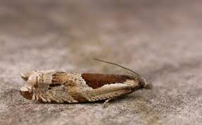 Attēlu rezultāti vaicājumam “Ancylis myrtillana”