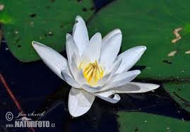 Attēlu rezultāti vaicājumam “Nymphaea candida flower”