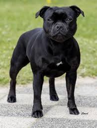 Image result for Banbury Bulldogs