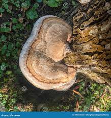 Attēlu rezultāti vaicājumam “Inonotus radiatus”