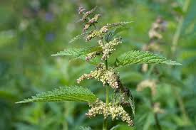 Attēlu rezultāti vaicājumam “Urtica dioica”