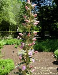 Image result for Ptilostemon afer